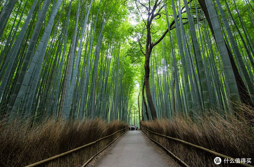 第十一日 金阁寺，岚山景区