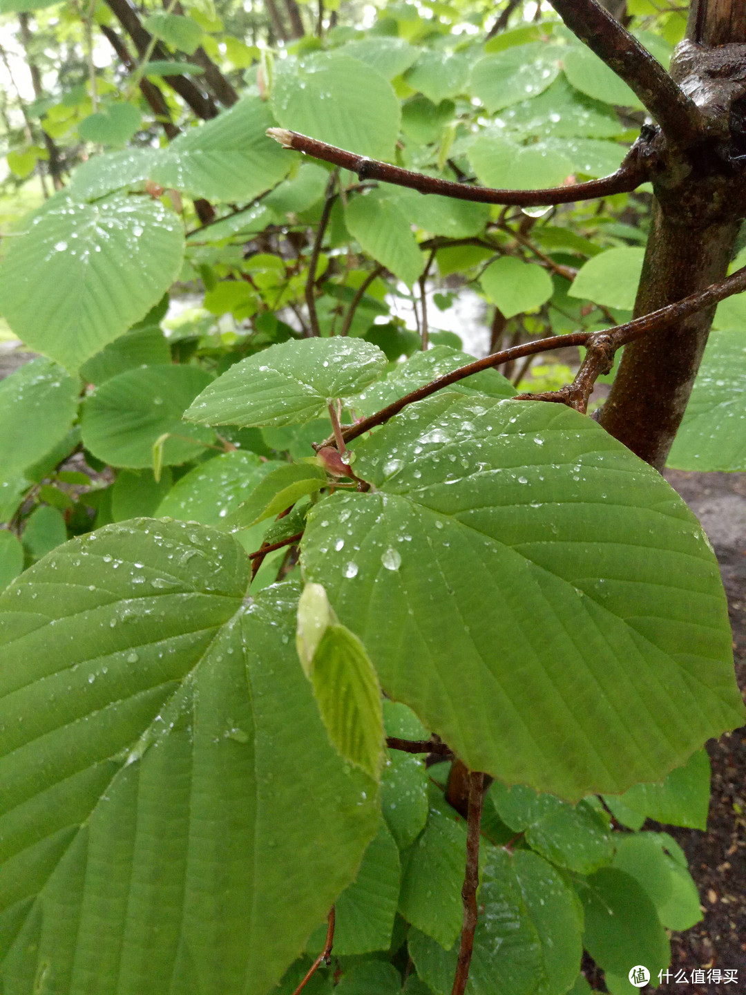 札幌第三天（写给自由行小白，详细攻略，美食和购物）