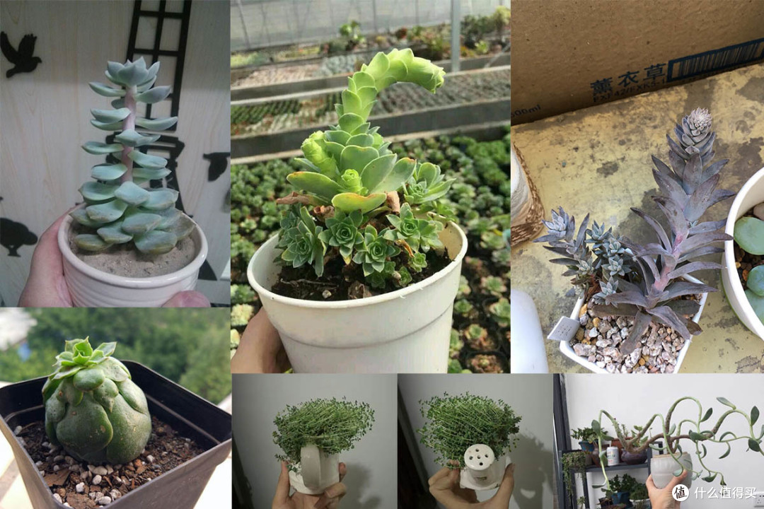 桌面植物种植的（失败）经验总结