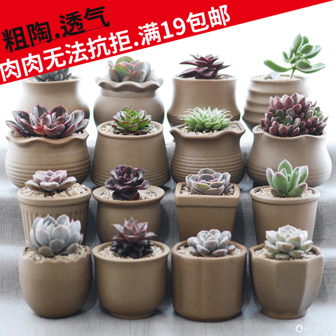 桌面植物种植的（失败）经验总结