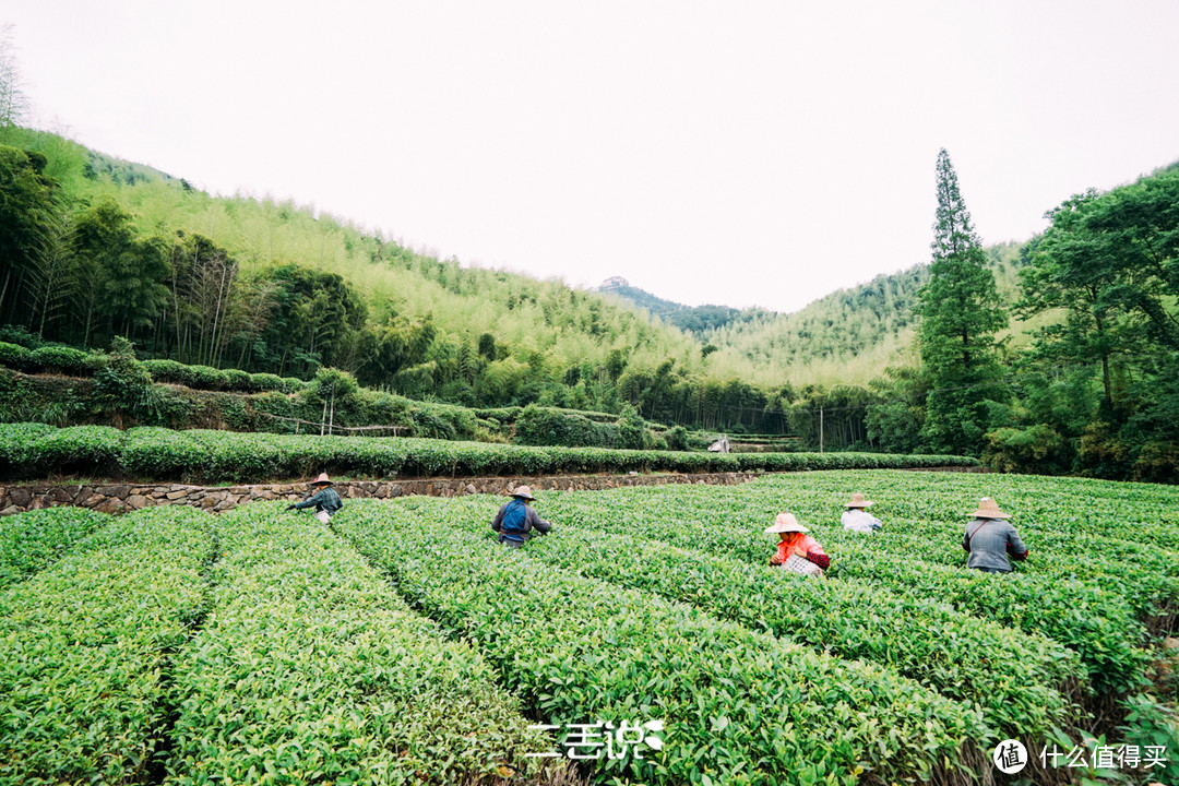 这个时候竟然还有人采茶