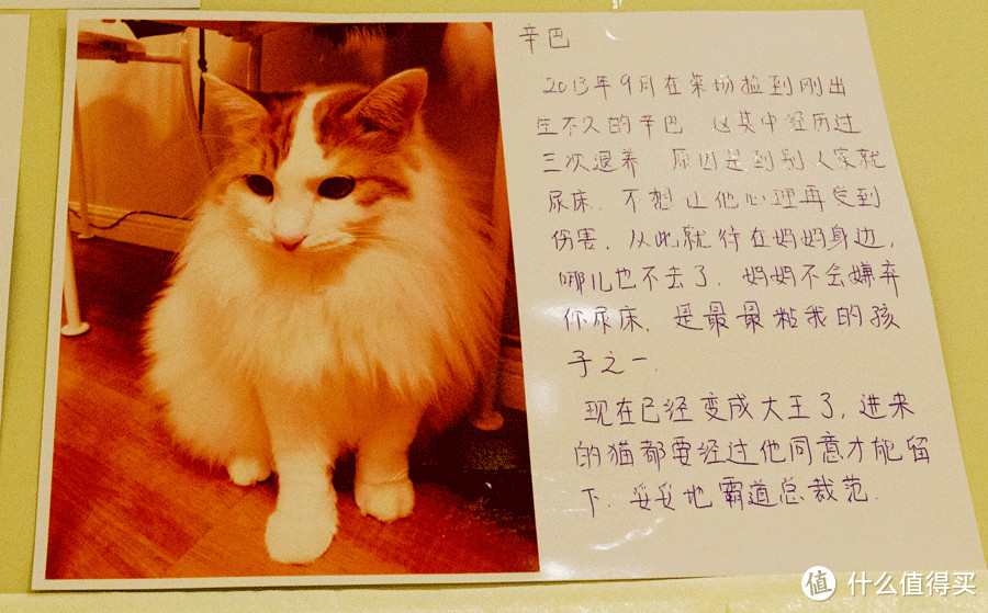 魔都越开越多的猫咪咖啡馆，哪些值得一撸？