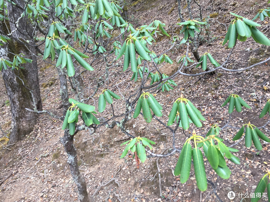 人间天堂——香格里拉