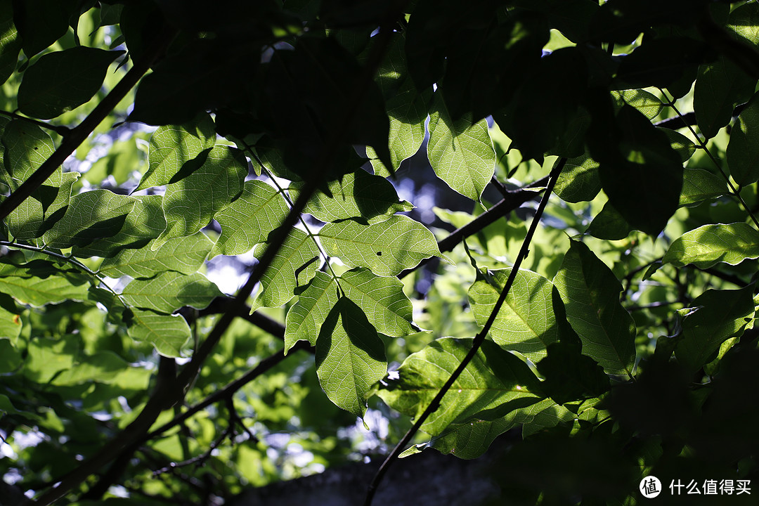 Canon 佳能 EF 50mm f/1.8 标准定焦镜头与康泰时50mm 1.4相隔一个时代的对话