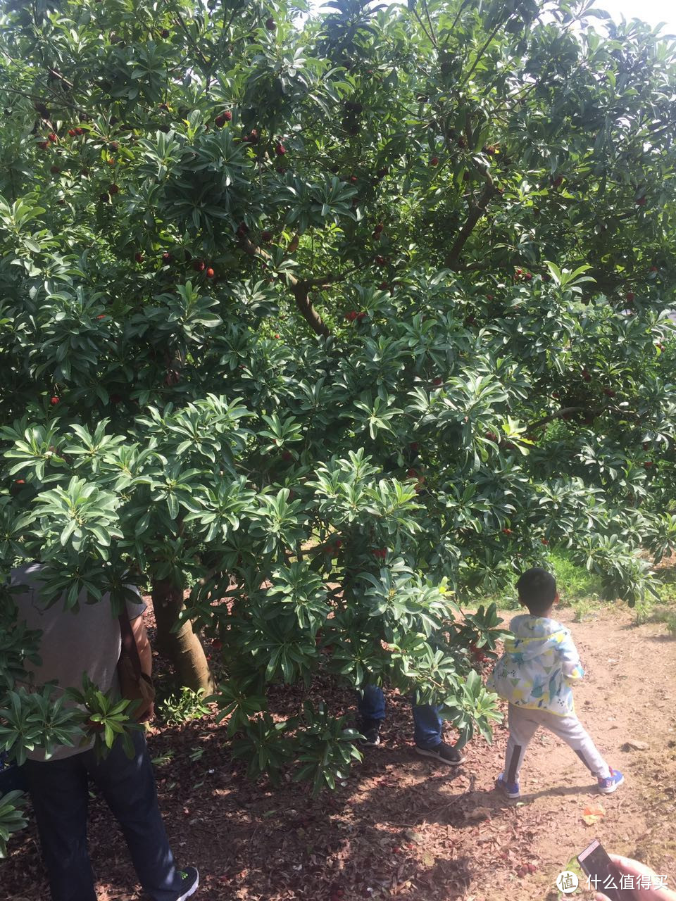 走马观花，慈城古镇杨梅山一日游