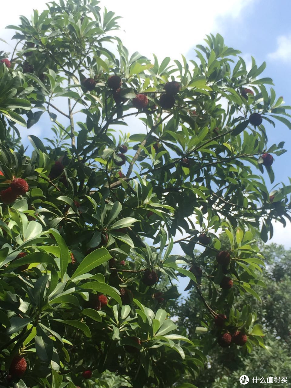 走马观花，慈城古镇杨梅山一日游