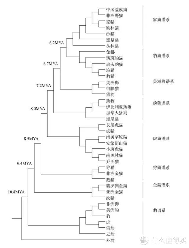 猫科动物的八谱系系统发育树。图片：王金凤 / 遗传（2012）