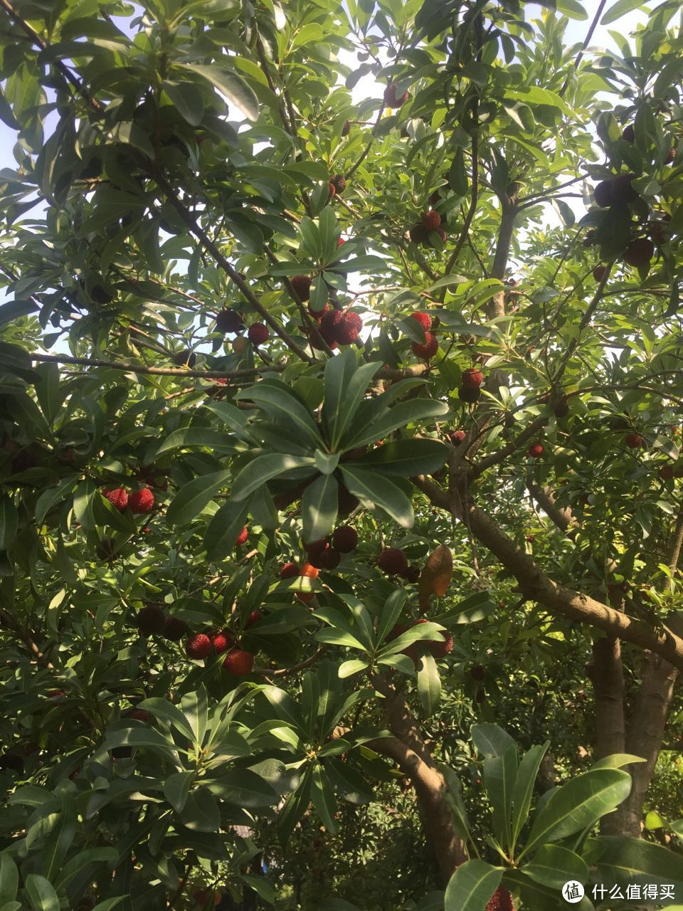 走马观花，慈城古镇杨梅山一日游