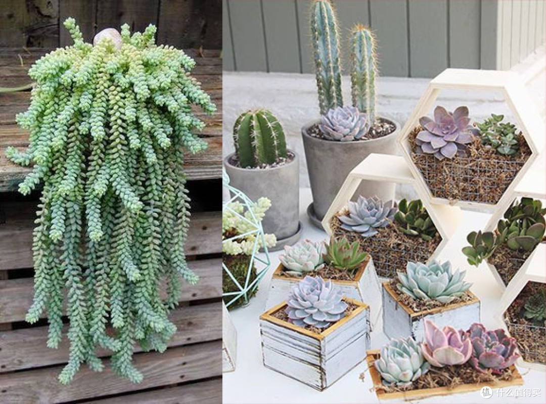 桌面植物种植的（失败）经验总结