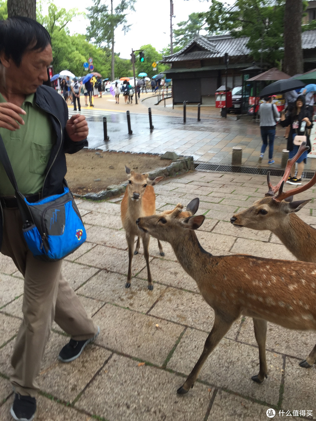 被鹿追着跑