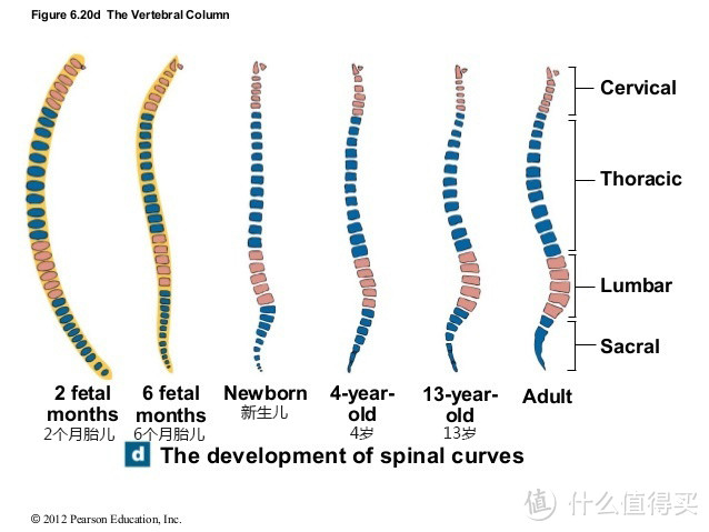 可以看到新生儿的脊柱几乎是一条直线