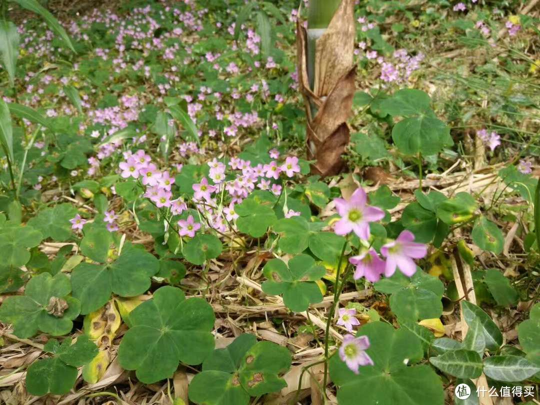 难得假期清净地之东山紫金庵