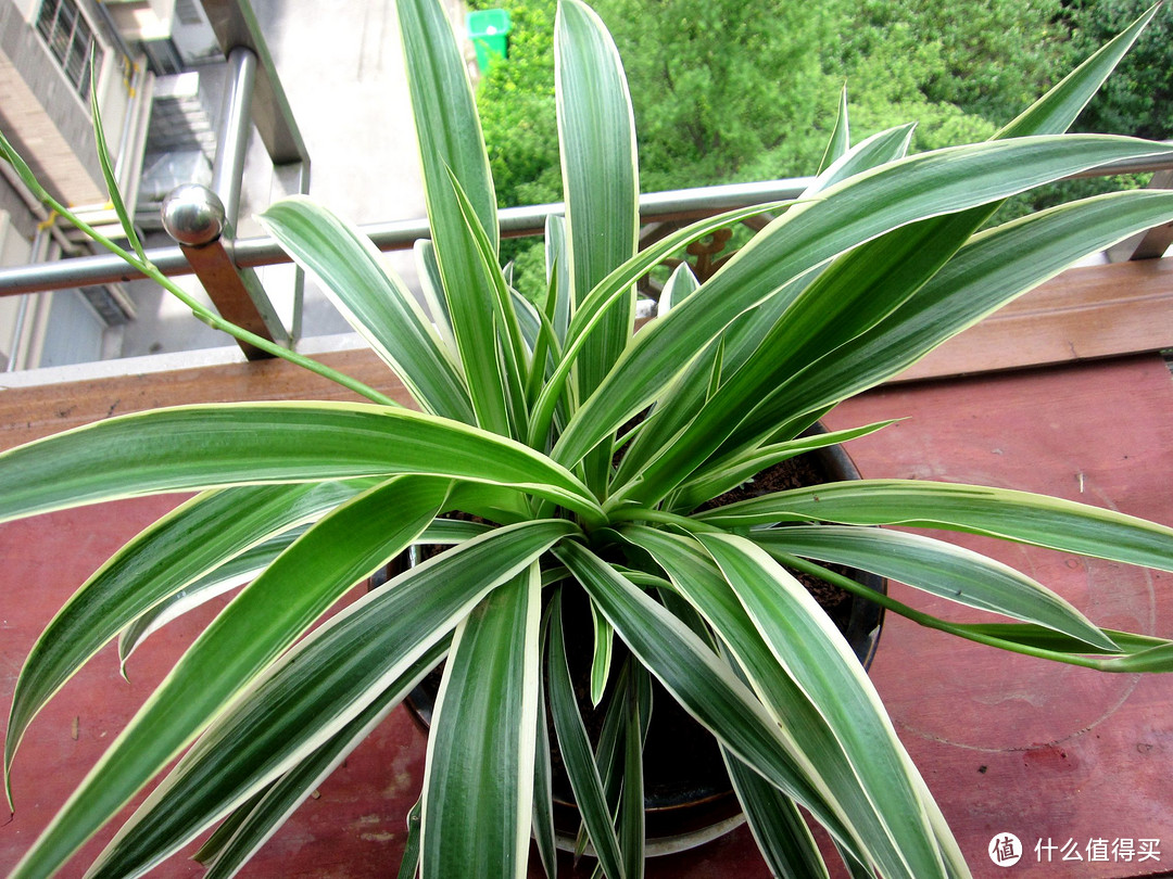 #热征#植物园#我种了一棵好大的黑王子！超简单的十余种阳台种花心得分享