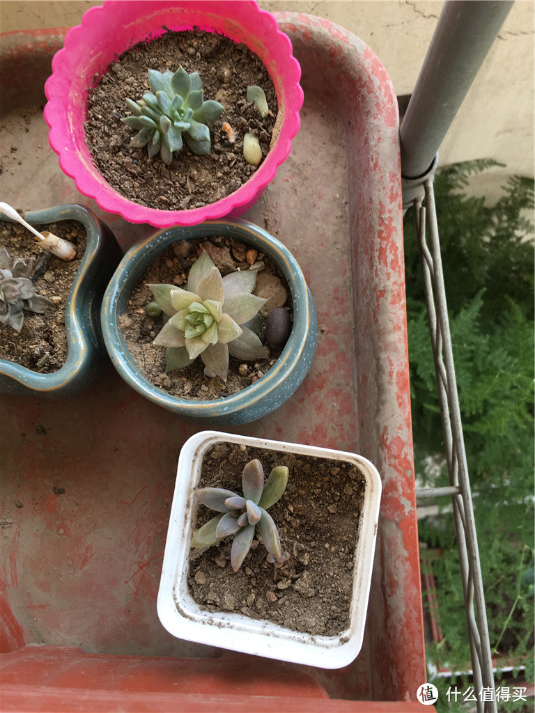 #热征##植物园#花无百日红，惟愿人长好