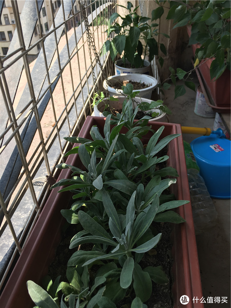 #热征##植物园#花无百日红，惟愿人长好