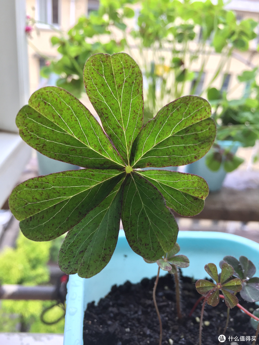 #热征#植物园# 除了多肉，还有很多美好的植物可以养~