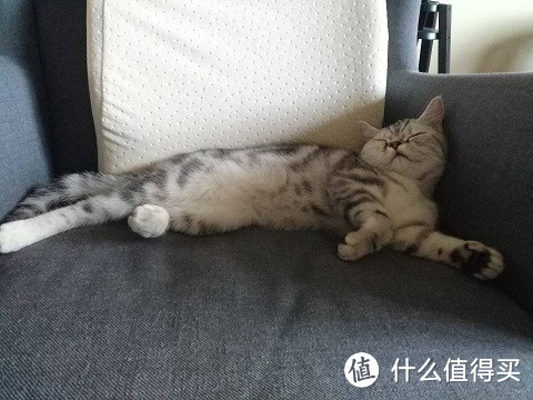 猫奴进化史