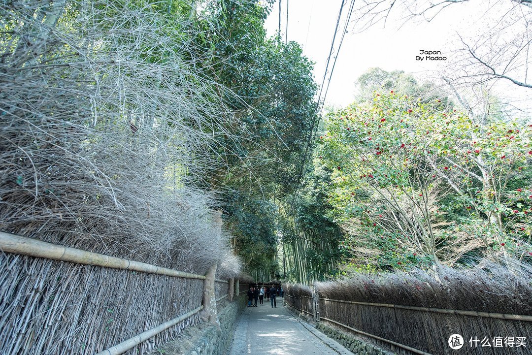 Day.8 嵯峨野—东、西本愿寺—拉面小路—金阁寺