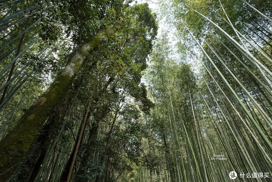 Day.8 嵯峨野—东、西本愿寺—拉面小路—金阁寺