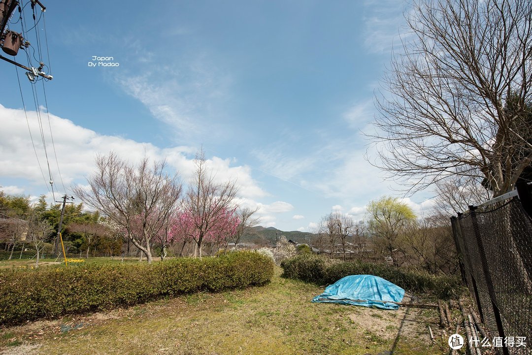 Day.8 嵯峨野—东、西本愿寺—拉面小路—金阁寺