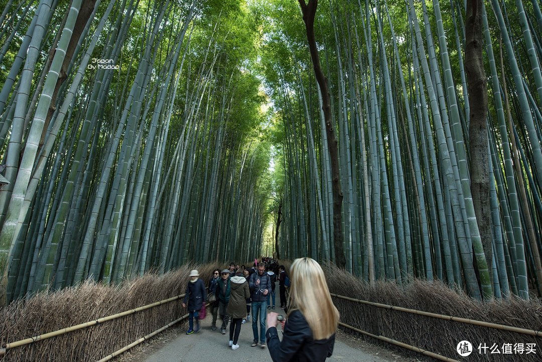 Day.8 嵯峨野—东、西本愿寺—拉面小路—金阁寺