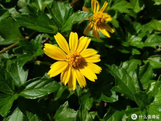 #本站首晒# 让人崩溃的稍后再试——SAMSUNG 三星Galaxy C5 Pro 手机