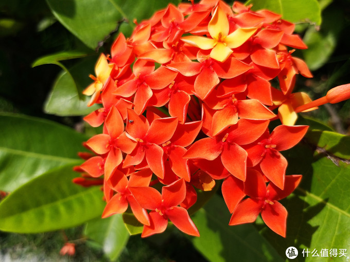 #本站首晒# 让人崩溃的稍后再试——SAMSUNG 三星Galaxy C5 Pro 手机