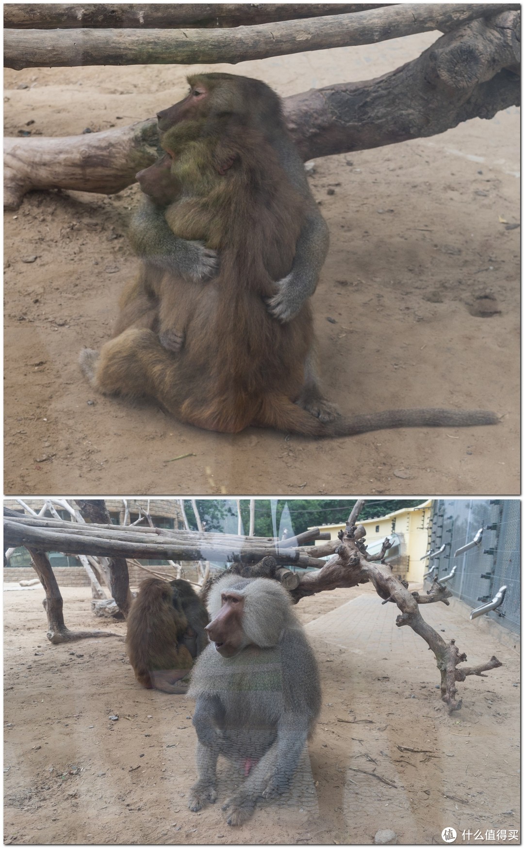 暑假好去处：与动物们的亲密接触——北京大兴野生动物园一日游
