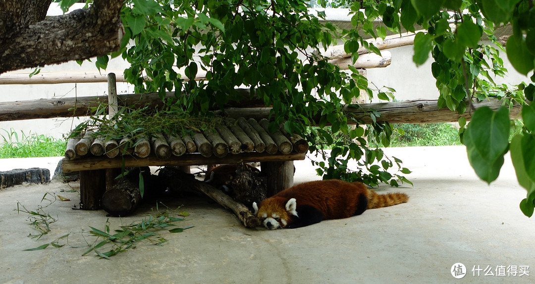 暑假好去处：与动物们的亲密接触——北京大兴野生动物园一日游