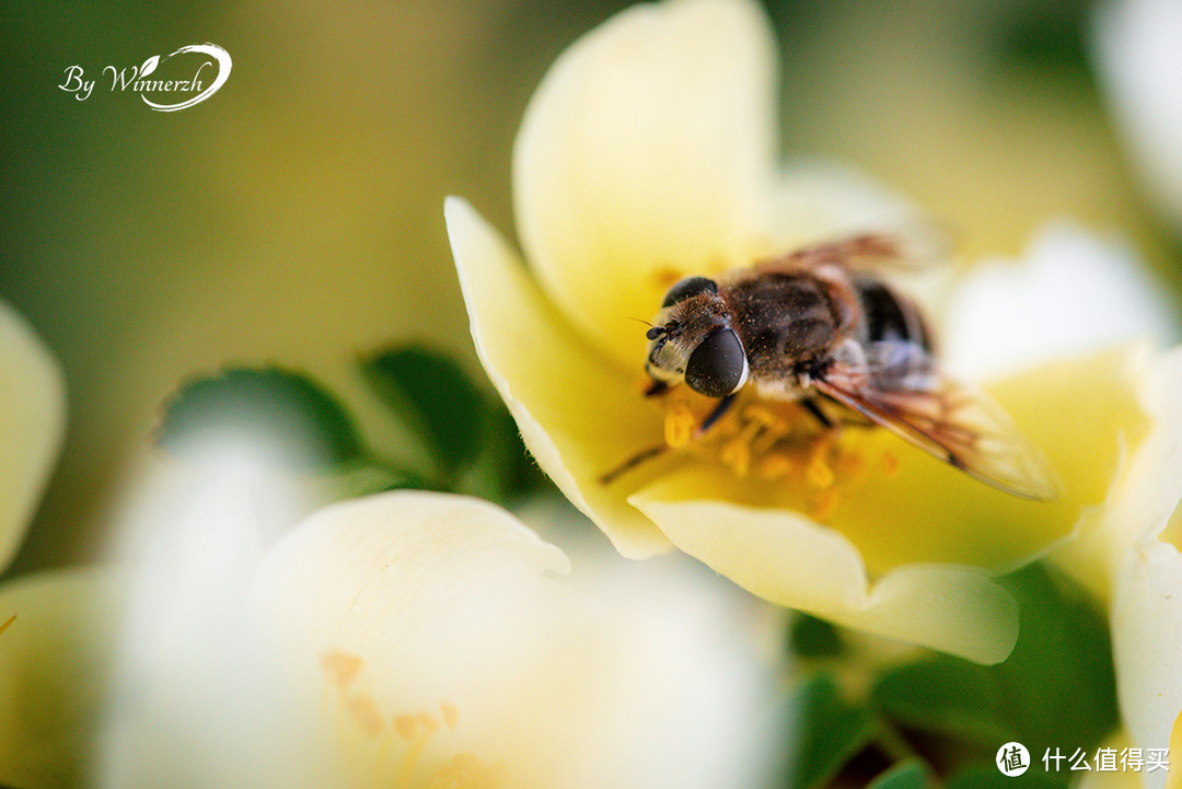 #原创新人#经典再现——俊朗男子Tamron 腾龙 新90微 90mm F/2.8 Di MACRO 1:1 VC USD （F017） 镜头使用及拍图心得