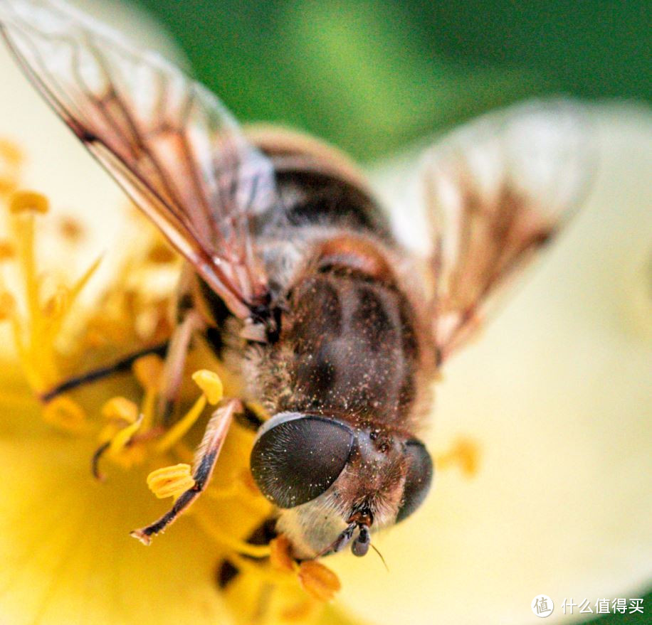 #原创新人#经典再现——俊朗男子Tamron 腾龙 新90微 90mm F/2.8 Di MACRO 1:1 VC USD （F017） 镜头使用及拍图心得