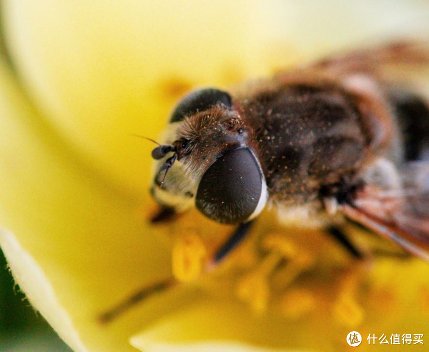 #原创新人#经典再现——俊朗男子Tamron 腾龙 新90微 90mm F/2.8 Di MACRO 1:1 VC USD （F017） 镜头使用及拍图心得