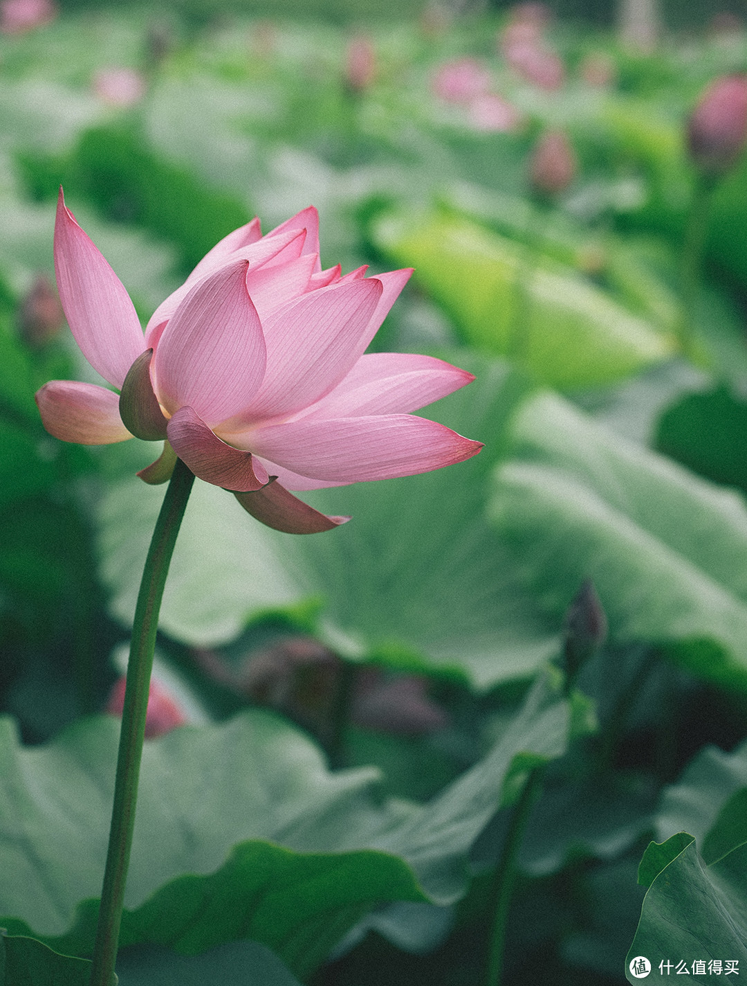 #原创新人#经典再现——俊朗男子Tamron 腾龙 新90微 90mm F/2.8 Di MACRO 1:1 VC USD （F017） 镜头使用及拍图心得