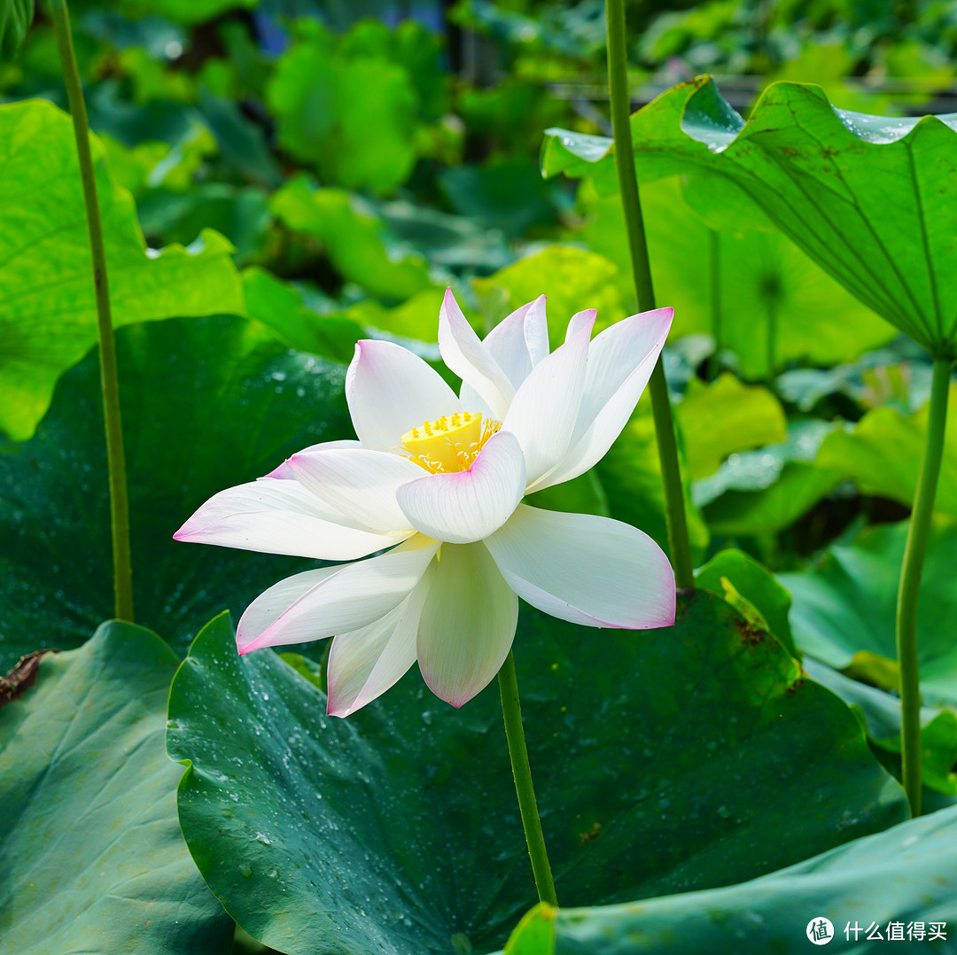 厦门不止鼓浪屿❤只请两天假，带你玩转福建两大世界遗产（下）