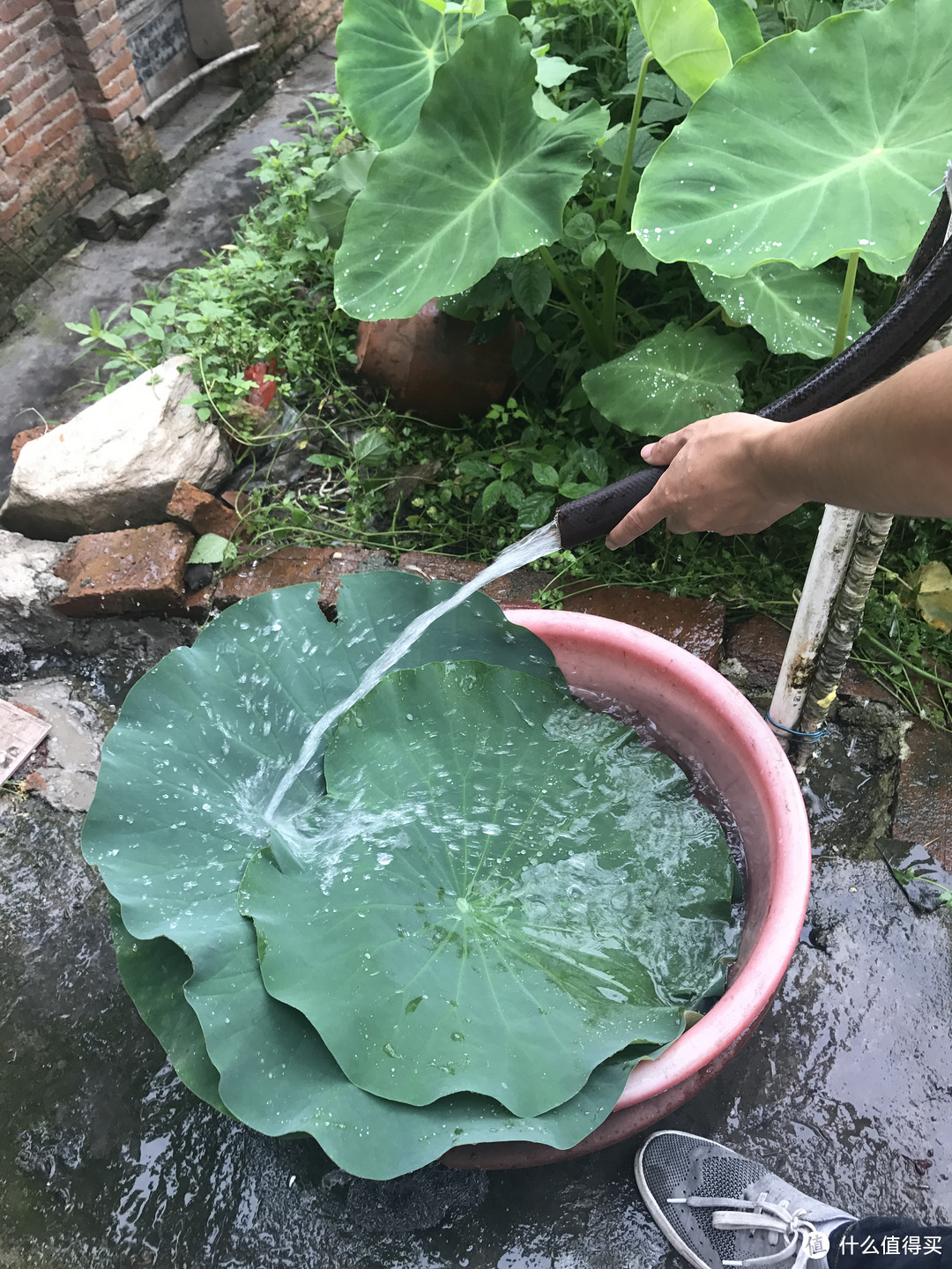 天凉搭个小土灶，乡间叫花鸡走起！