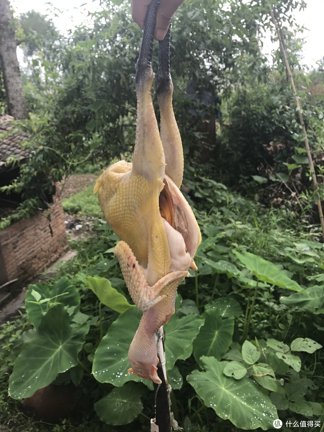 天凉搭个小土灶，乡间叫花鸡走起！