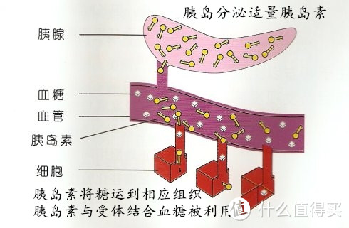 认识糖尿病