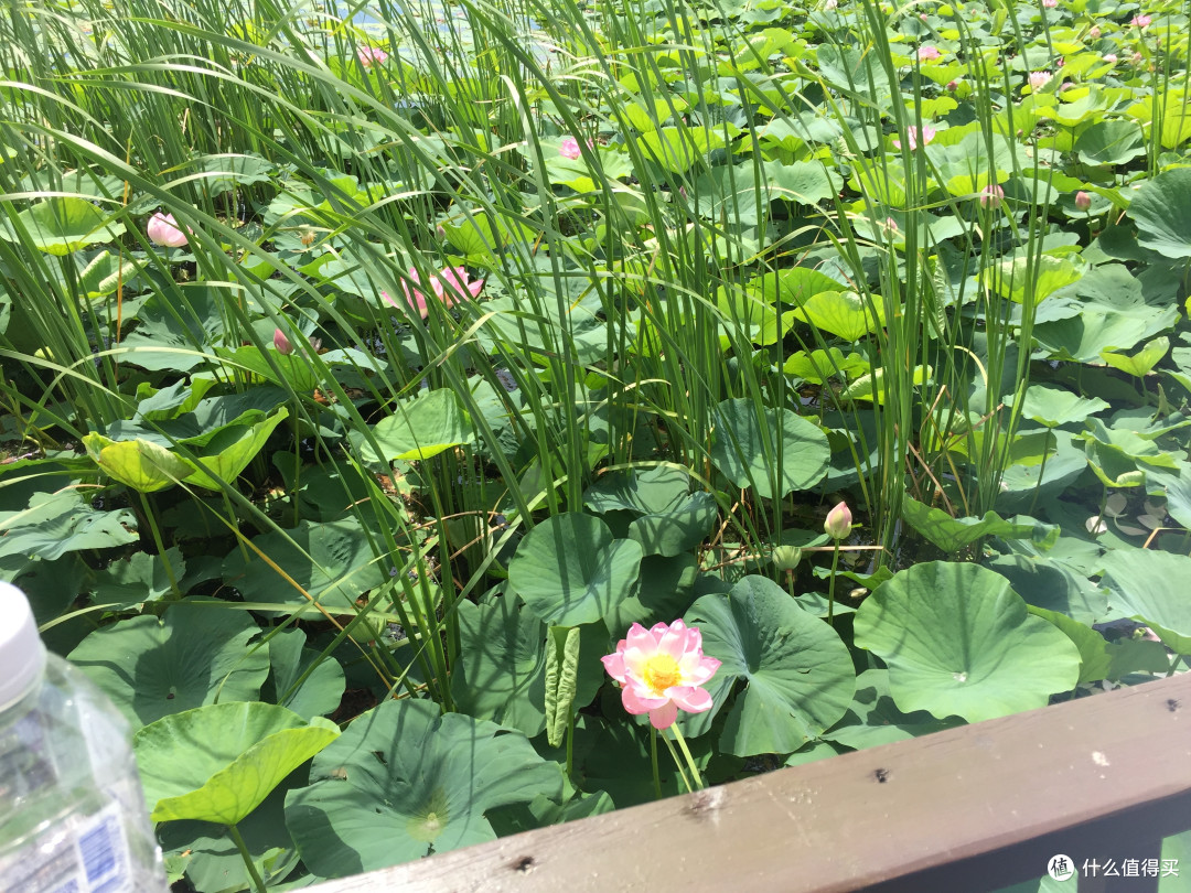 又一次花不出去钱的湿地旅游—安邦河国家湿地公园