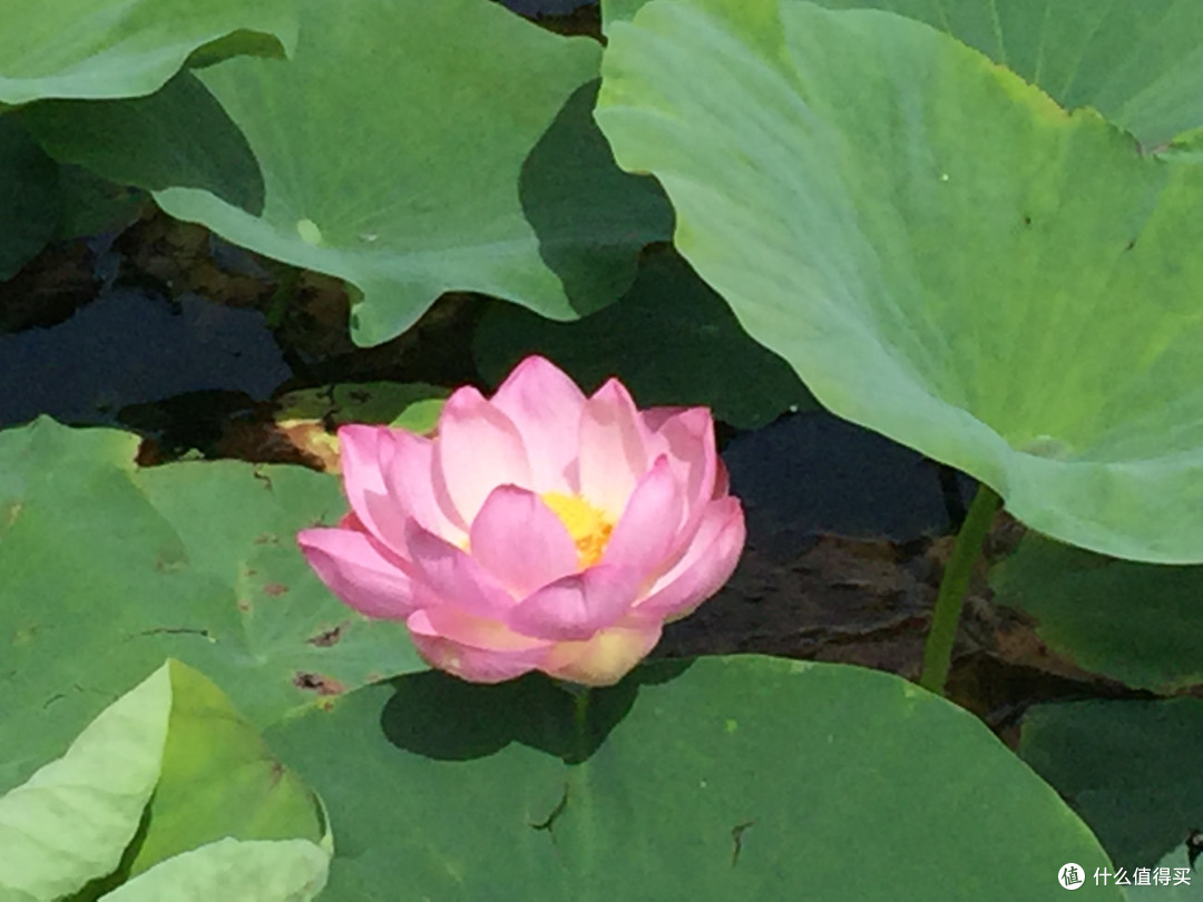 又一次花不出去钱的湿地旅游—安邦河国家湿地公园