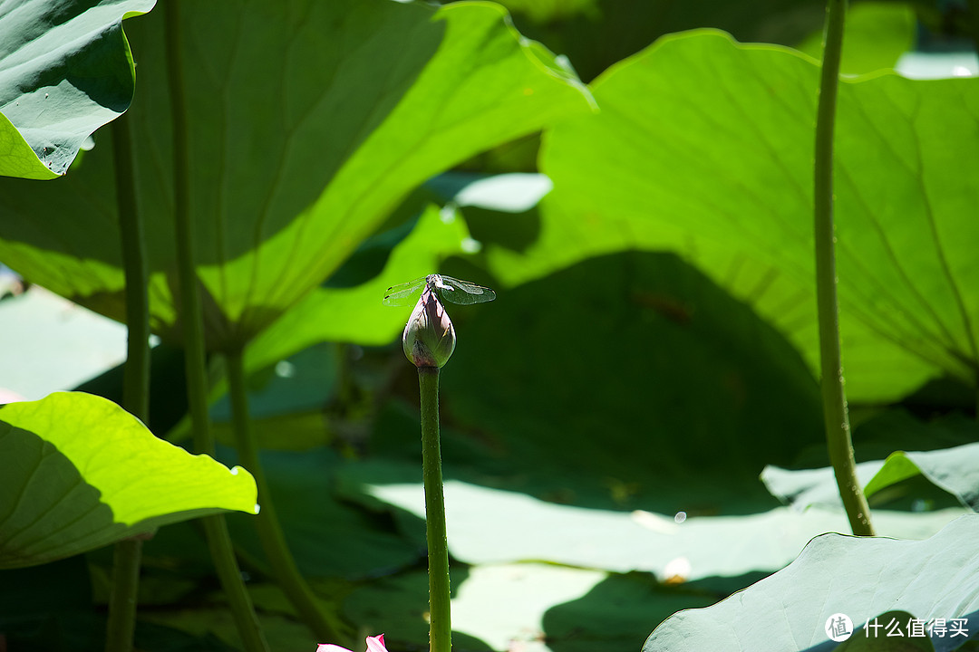 穷人三宝之 Canon 佳能 长焦55-250 stm 镜头化作一朵莲花