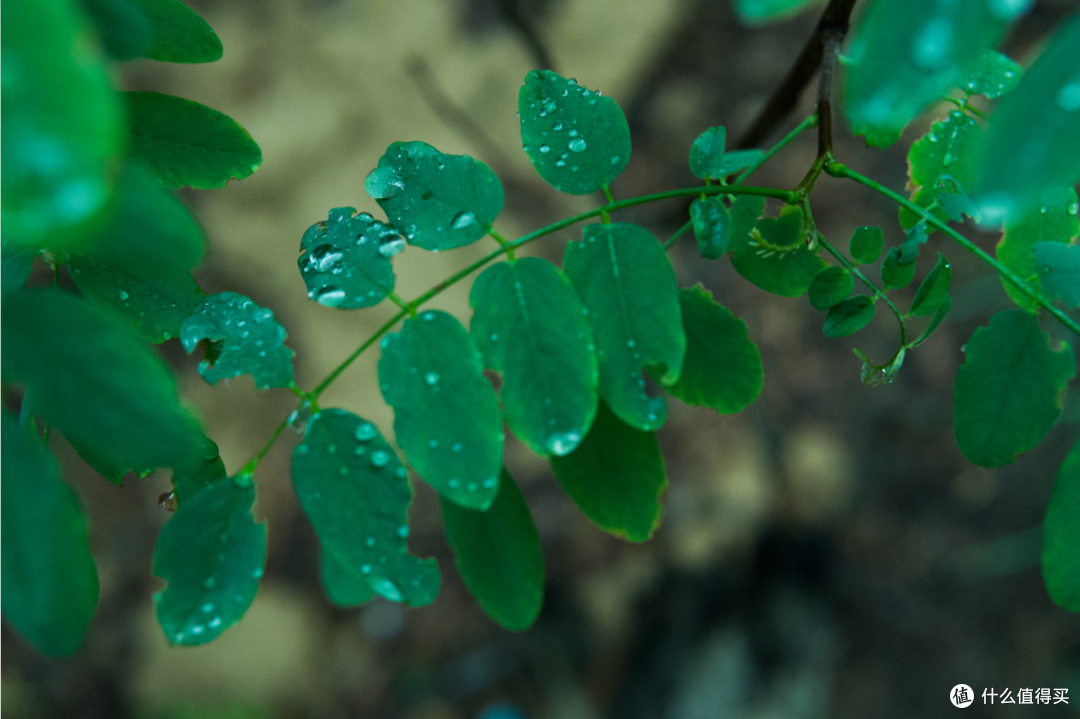 微雨濛濛爬山偶得