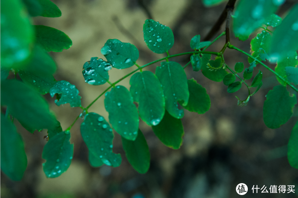 微雨濛濛爬山偶得