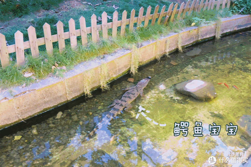 In 长沙，在有孔雀的庭院里吃鳄鱼肉是种怎样的体验？