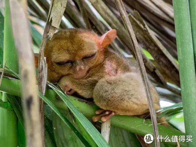 尤达大师可以养吗？绝对不行！