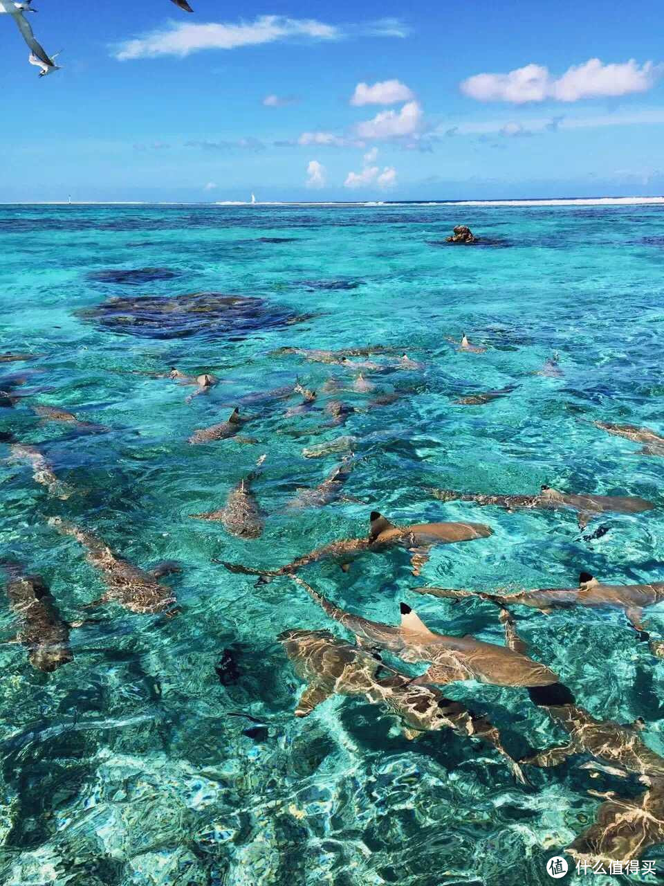 Bora Bora，最接近天堂的海岛（下）— 索菲特私人岛屿