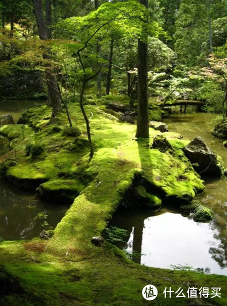 还有就是看了日本的一座苔藓寺，更是决定要做这个。