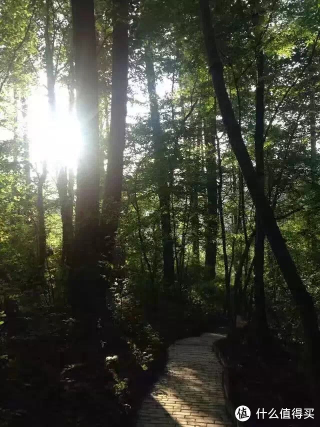原始森林中干净的阳光