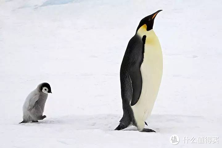 【自然小课堂】腾讯家的企鹅到底是什么品种？