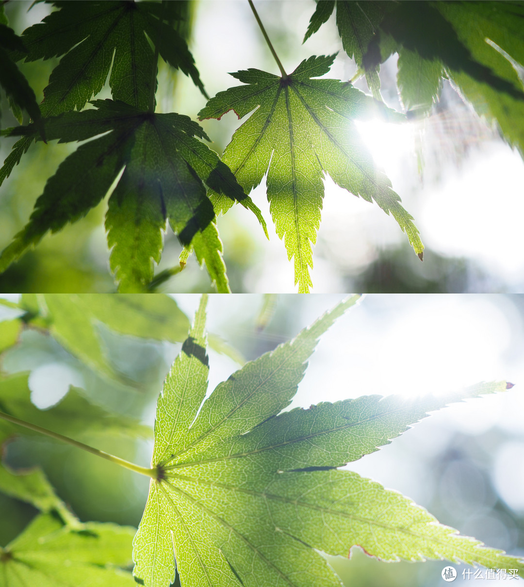 这是一篇很轻的文章：OLYMPUS 奥林巴斯30mm F3.5微距镜头 体验