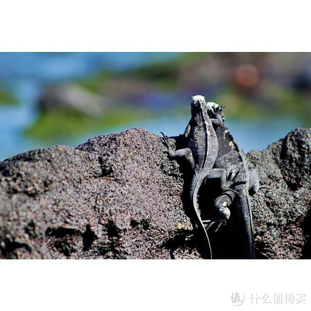 【旅游攻略】玩转加拉帕戈斯不完全攻略!你最关心的路线、住宿问题都在这了…
